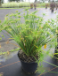 Preview: Cyperus papyrus Cleopatra - Zwergpapyrus Cleopatra